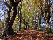 25 Un viale di faggi sagomati verso 'Ol rocol di Spadi'